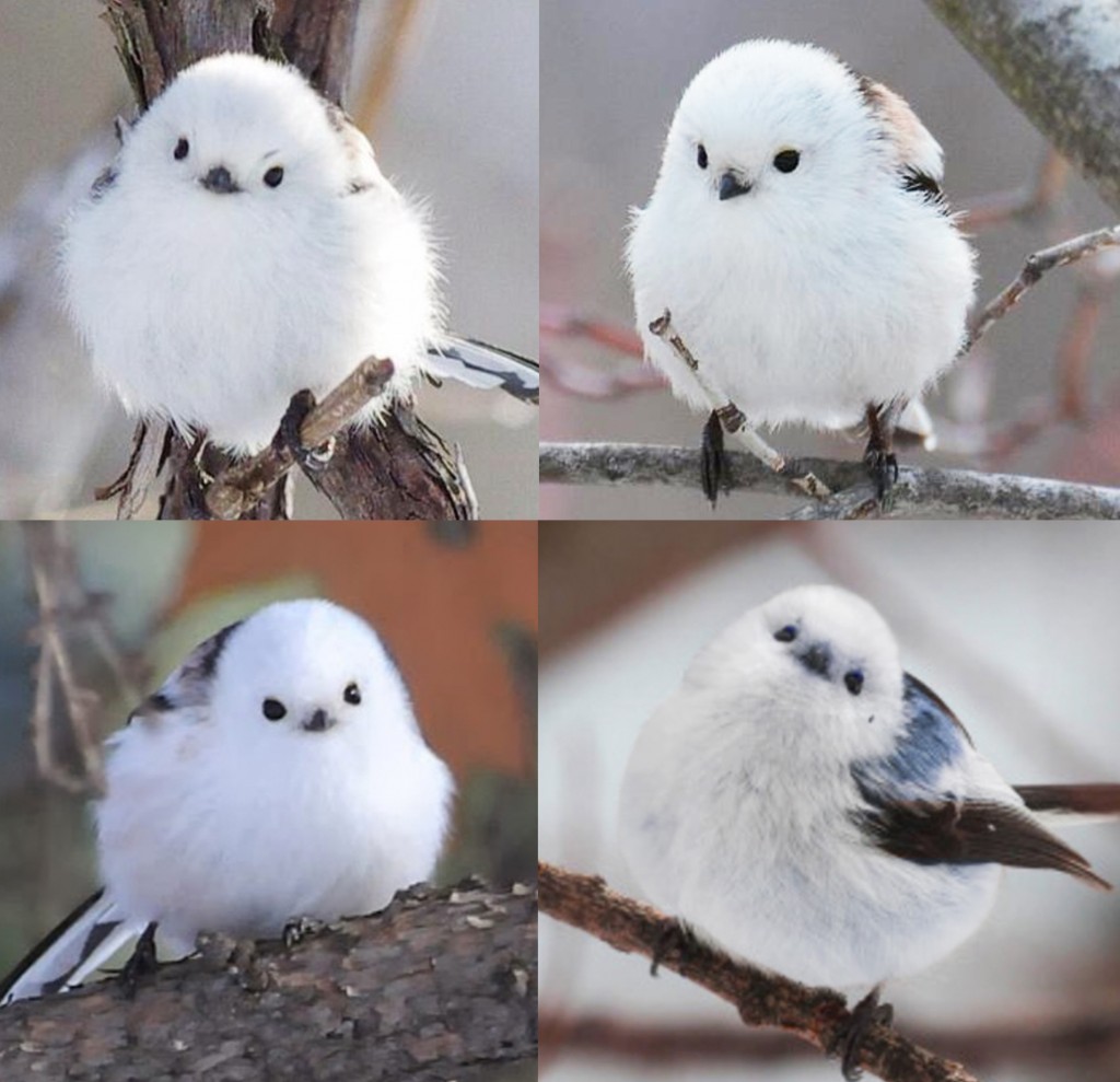 Kjclub 全世界 1等 可愛い鳥 鳥 は韓国 鳥