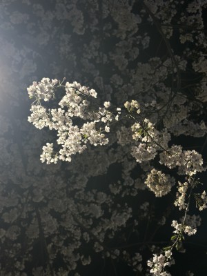 No Photo